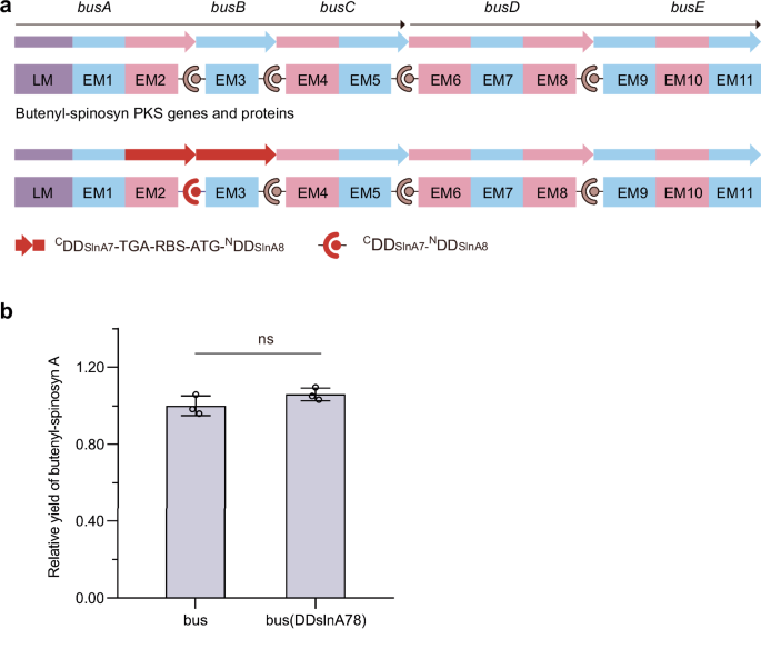 reply-to:-docking-domains-from-modular-polyketide-synthases-and-their-use-in-engineering