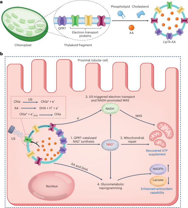 metabolic-reprogramming-with-ultrasound-responsive-nanovesicles