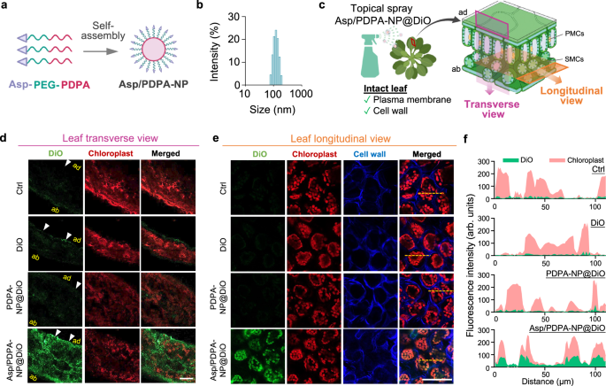amino-acid-transporters-mediate-autonomous-delivery-of-nanoparticle-vehicles-into-living-plants