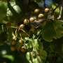 Tracking invasive pear trees with the help of AI