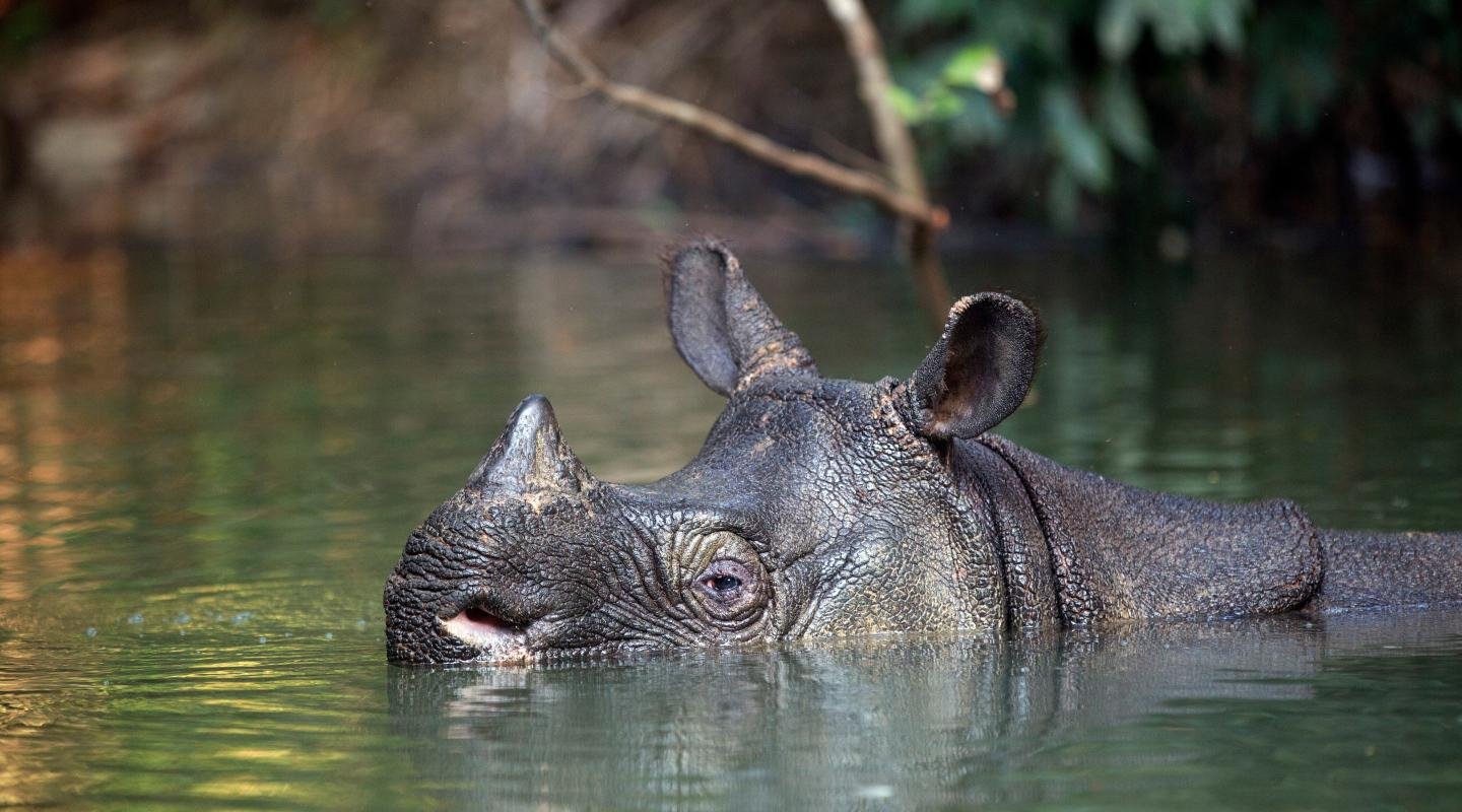 gene-editing-opens-pathway-to-saving-endangered-species