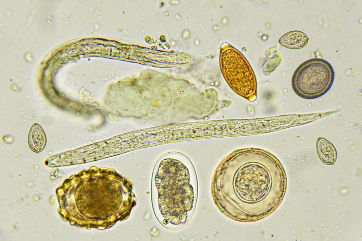 anti-parasitic-defense-mechanism-uncovered-in-mice
