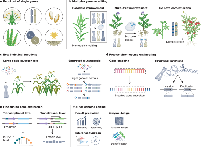 integrated-biotechnological-and-ai-innovations-for-crop-improvement