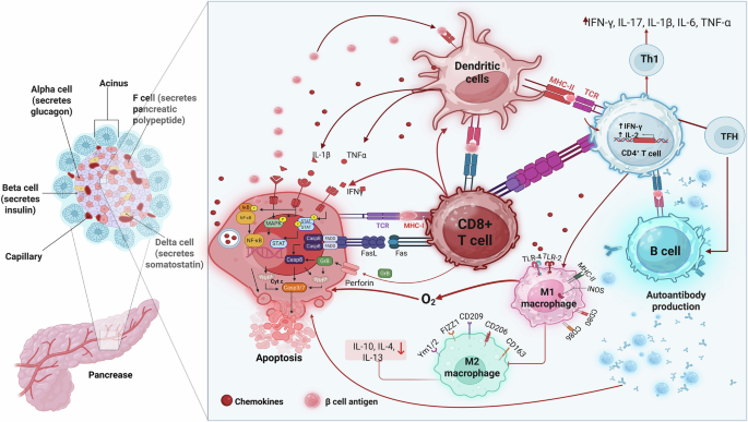 adipose-derived-mesenchymal-stromal/stem-cells-in-type-1-diabetes-treatment