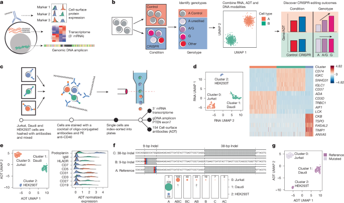 precisely-defining-disease-variant-effects-in-crispr-edited-single-cells