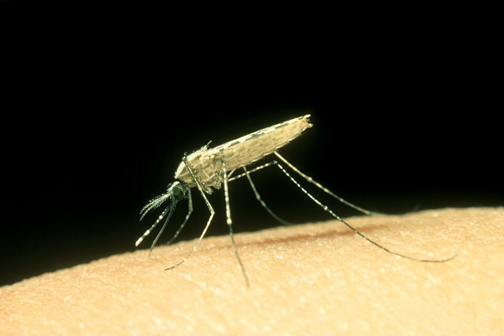 malaria-transmission-blocked-by-one-amino-acid-mosquito-crispr-edit