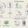 scientists-outline-integrated-ai-biotech-approach-to-advance-sustainable-crop-development