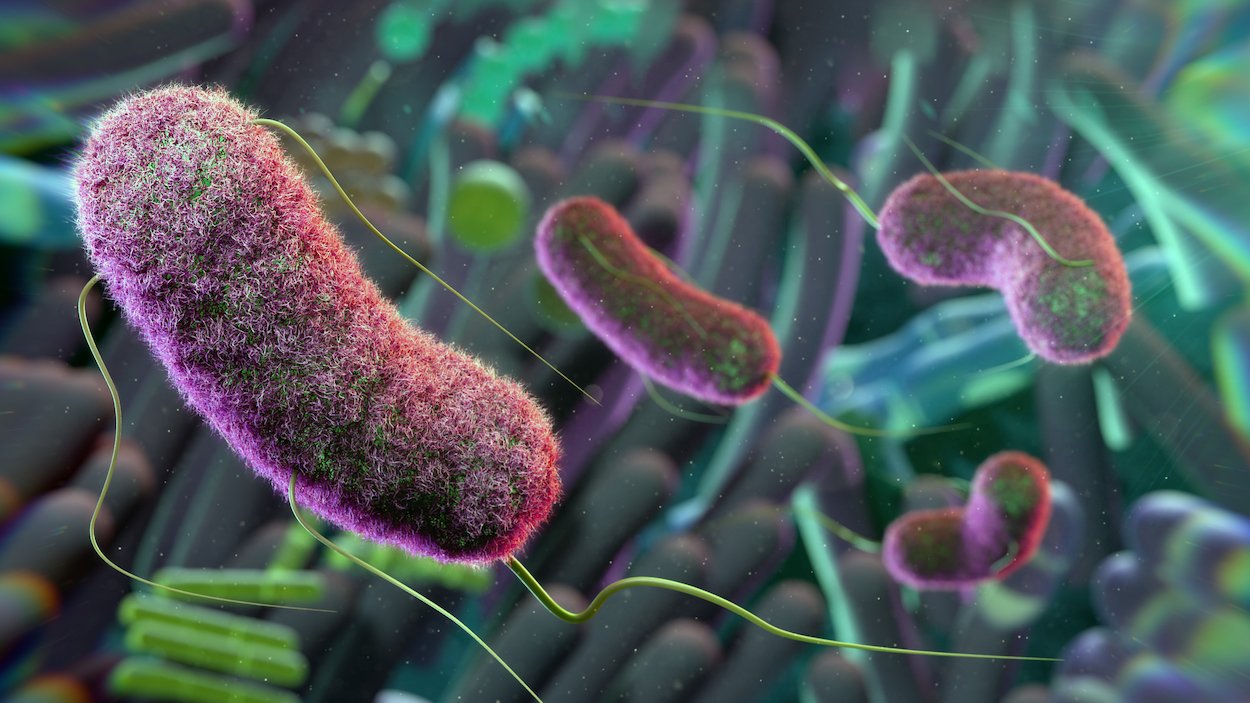 real-time-gut-brain-communication-mediated-by-microbial-protein