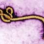 crispr-and-deep-learning-identify-hundreds-of-human-proteins-that-influence-ebola-infection