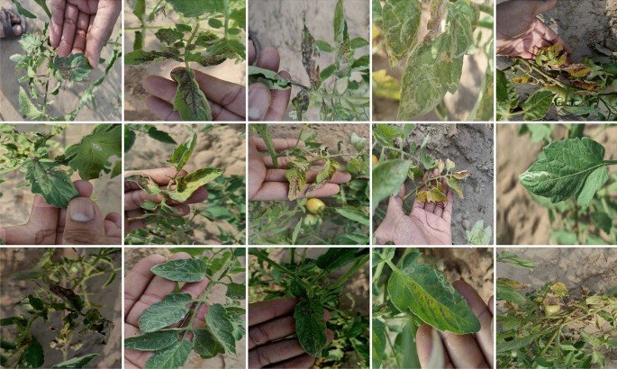A comprehensive analysis of YOLO architectures for tomato leaf disease identification