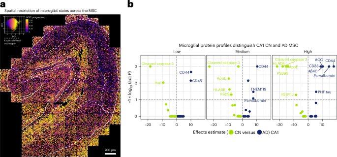 spatial-map-of-microglial-diversity-beyond-proteopathy