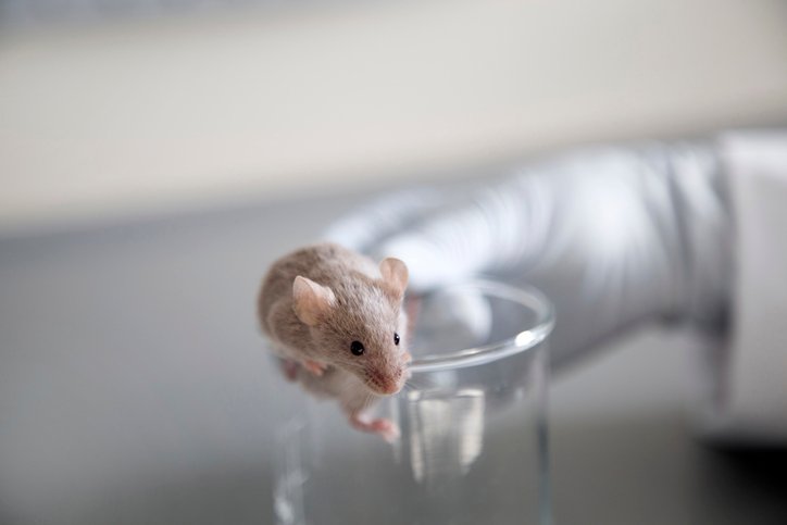 representational-drift-of-hippocampal-neurons-alters-spatial-memory-in-mice