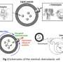Scientists create an artificial cell capable of navigating its environment using chemistry alone