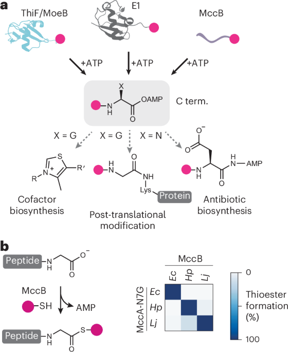an-enzyme-for-high-yield,-atp-driven-c-terminal-thioester-generation
