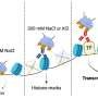 mapping-technique-can-detect-binding-of-proteins-to-dna-at-single-cell-resolution