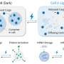 optogenetic-platform-enables-spatiotemporal-control-of-protein-and-mrna-activity-in-living-cells