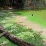 New method detects toxic blue-green algae in lakes before blooms form
