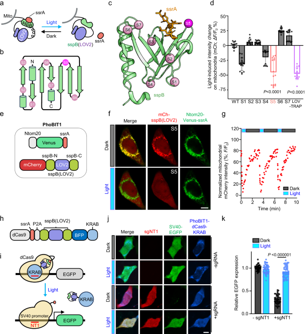 Engineering of photo-inducible binary interaction tools for biomedical applications