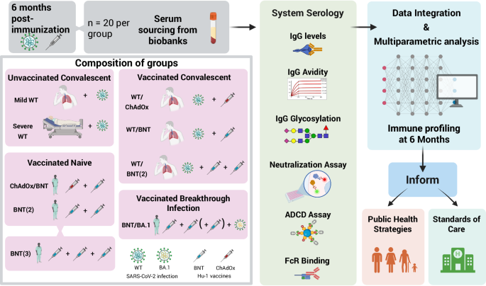 diversity-of-immunization-strongly-impacts-sars-cov-2-antibody-function-surrogates