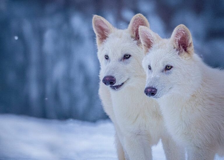 ancient-dna,-dire-wolves,-and-de-extinction
