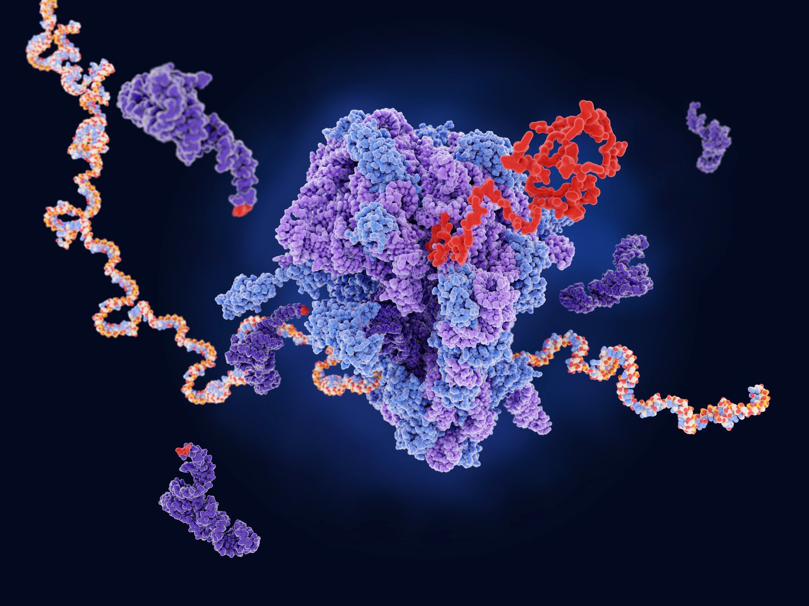 protein-synthesis-slowdown-implicated-in-brain-aging-in-killifish