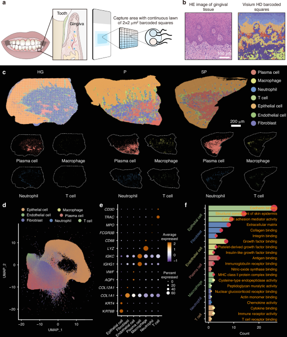 single-cell-spatial-atlas-of-smoking-induced-changes-in-human-gingival-tissues