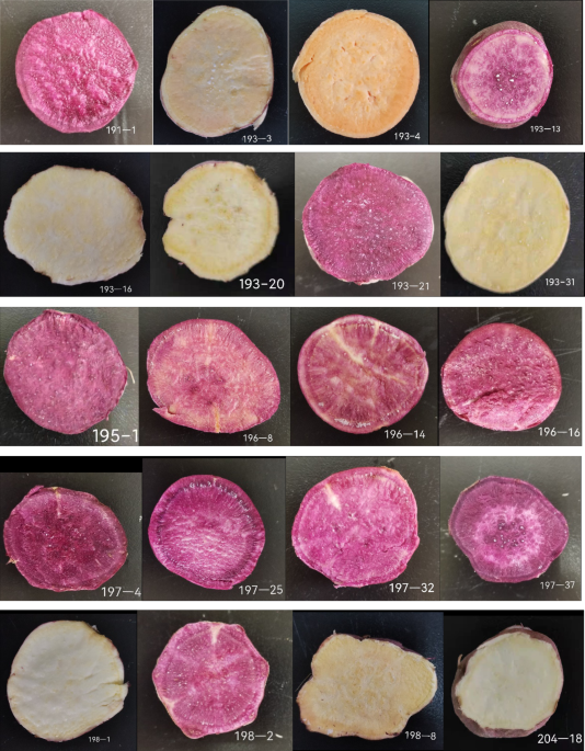 comparison-of-quality-characteristics-among-20-sweet-potato-varieties