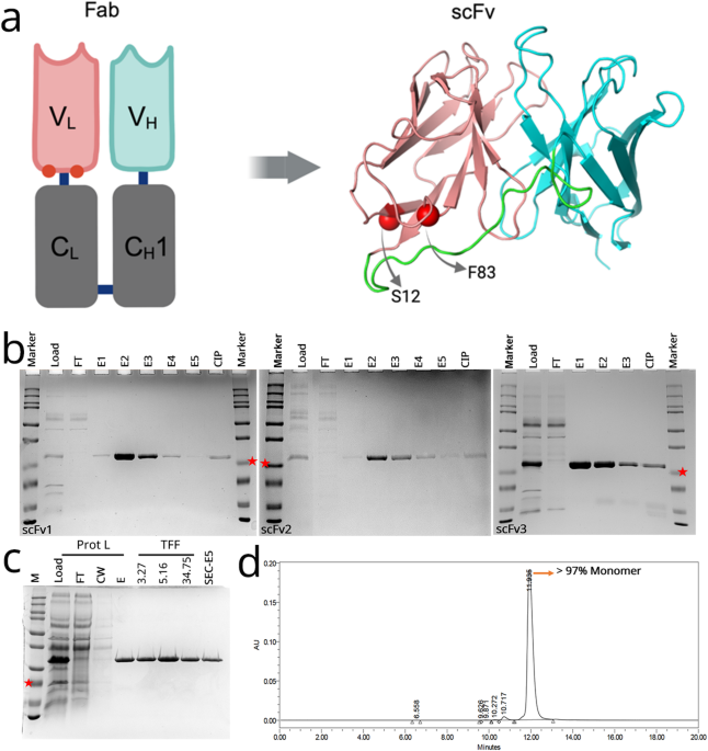 novel-anti-vegf-scfv-antibodies-with-superior-in-vitro-and-in-vivo-activities