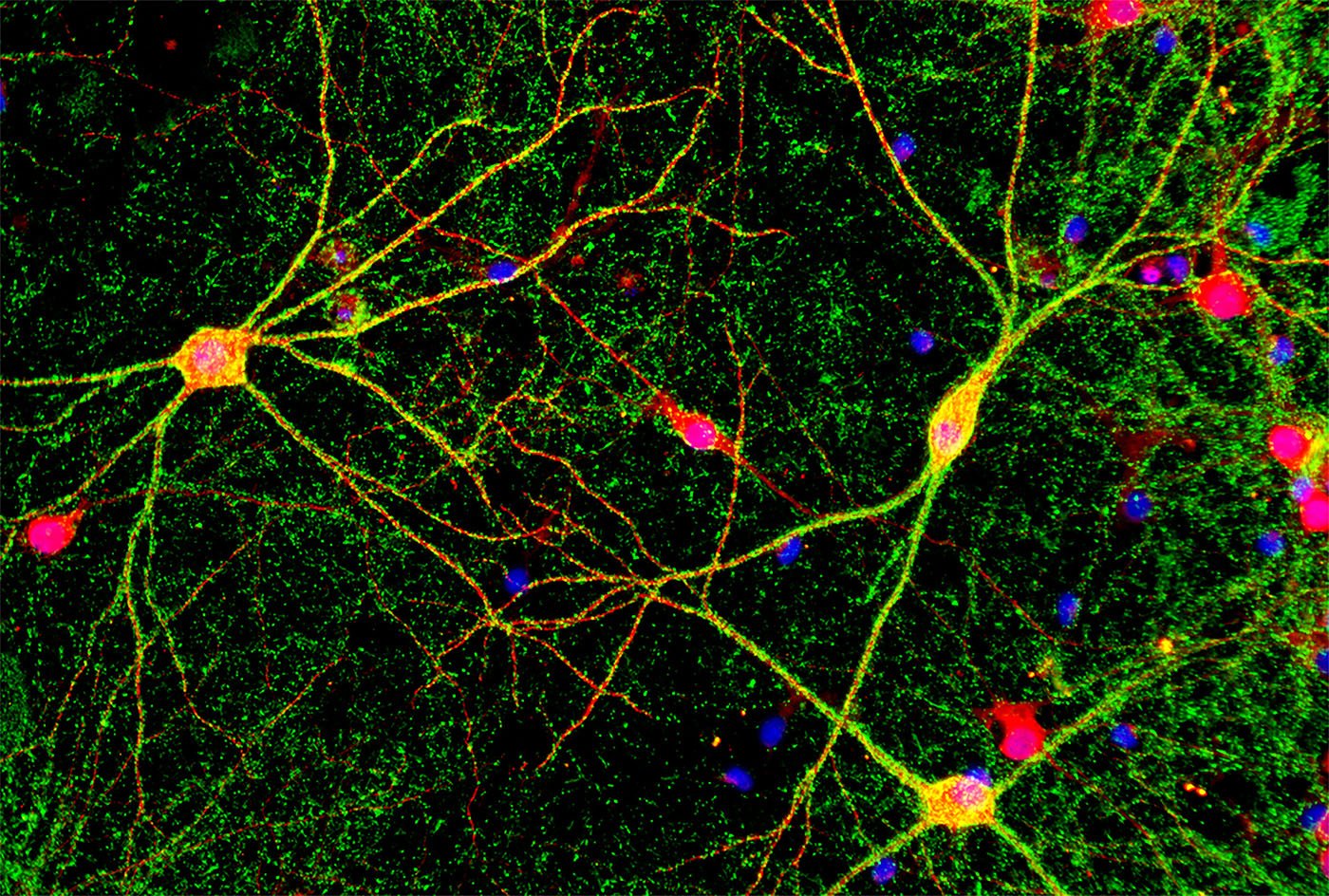 reading-the-masterminds-of-the-human-body