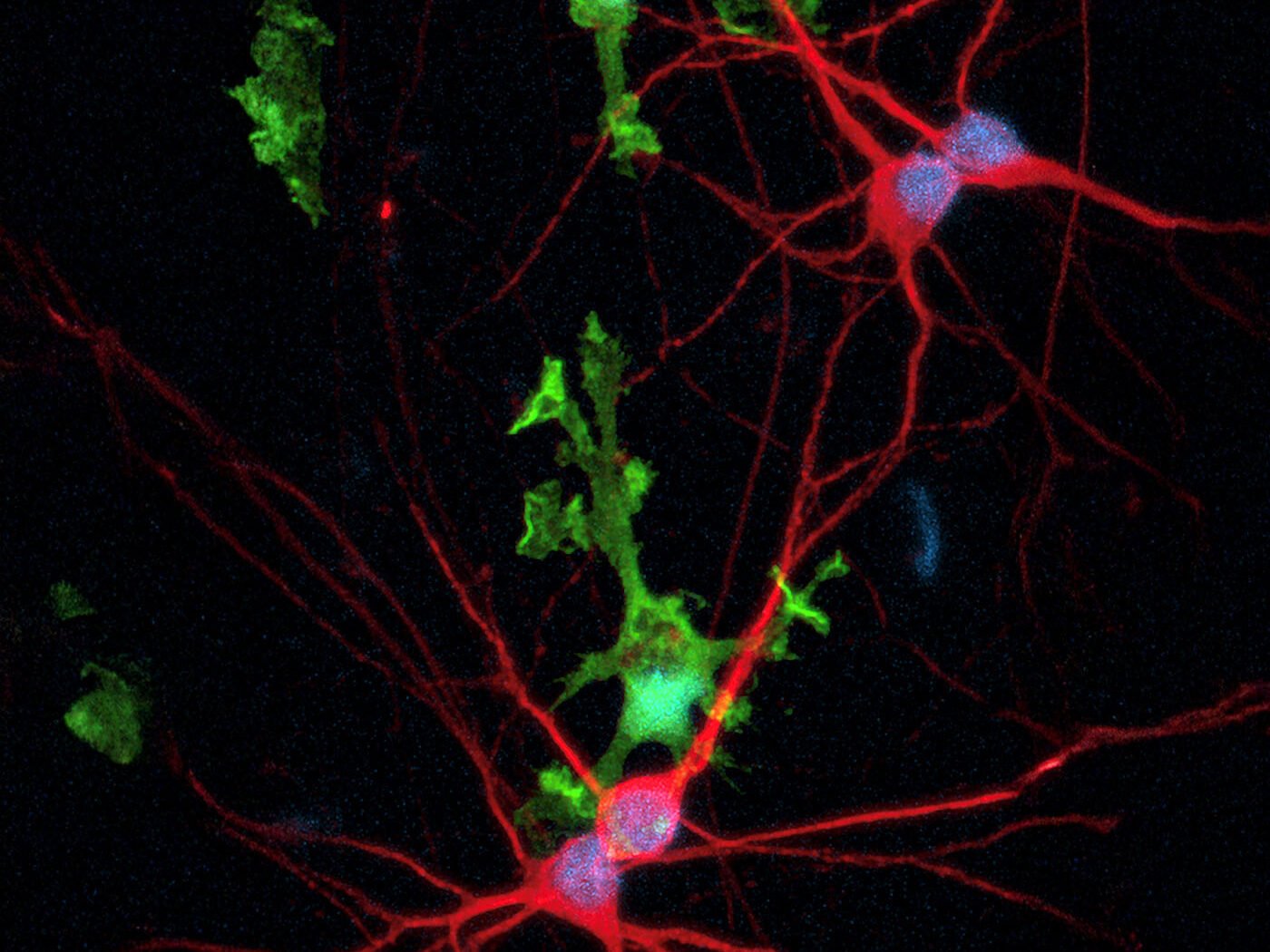 designer-stem-cells-power-new-r&d-assay-systems
