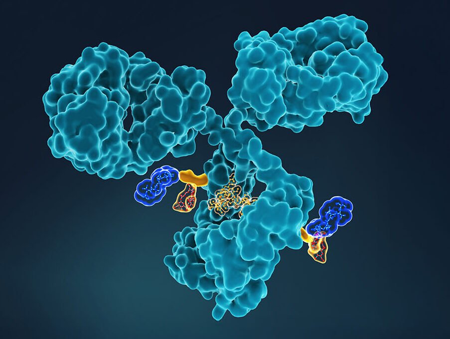 making-new-connections:-antibody-drug-conjugates-target-cancer