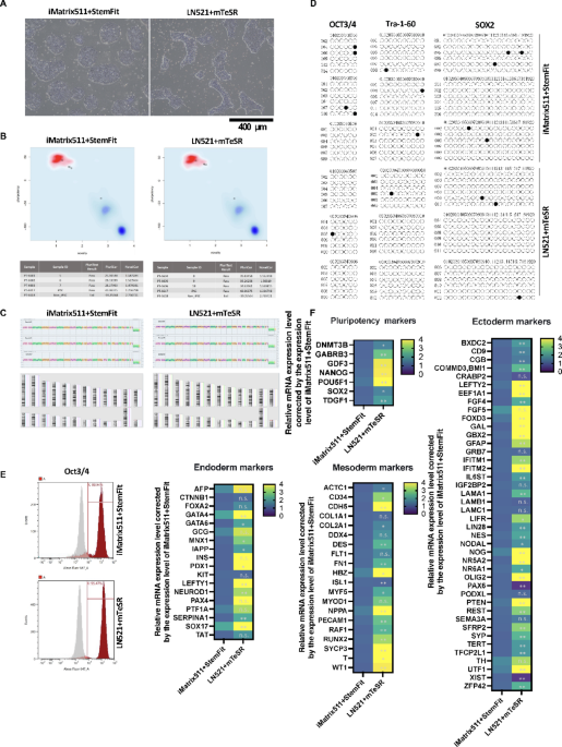effect-of-ips-cell-culture-medium-on-the-differentiation-potential-of-induced-cardiac-tissues