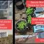crop-monitoring-system-utilizes-iot,-ai-and-other-tech-to-optimize-yields,-lower-costs