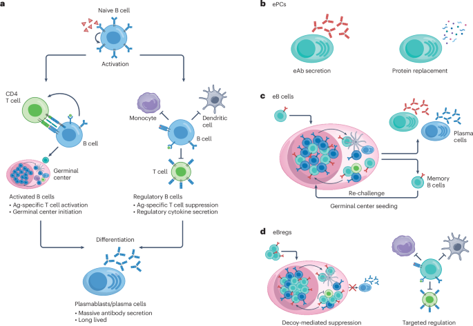 engineering-b-cells-to-treat-and-study-human-disease