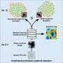 Predicting stem cell-derived organoid quality with machine learning