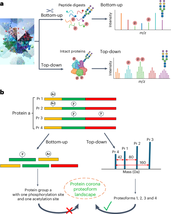 mass-spectrometry-based-top-down-proteomics-for-proteoform-profiling-of-protein-coronas