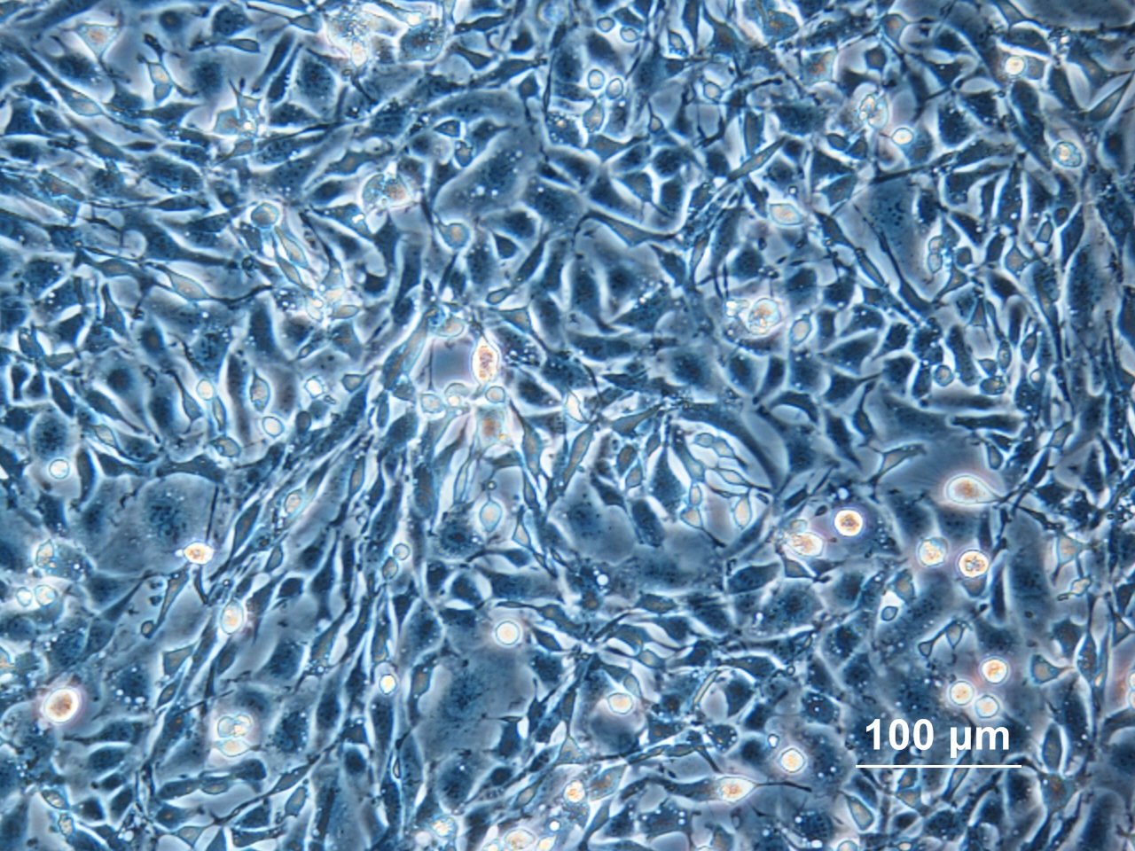 cho-plus-signs-two-mab-production-deals,-joins-2025-biotools-accelerator