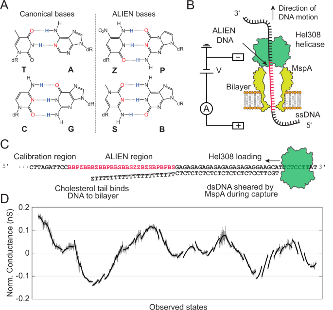 sequencing-a-dna-analog-composed-of-artificial-bases