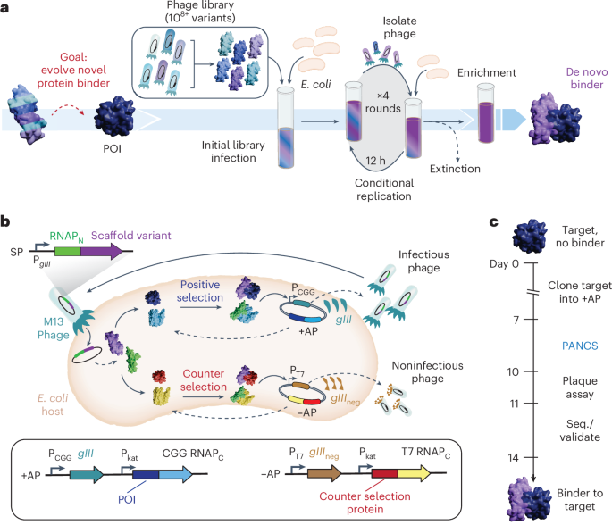 pancs-binders:-a-rapid,-high-throughput-binder-discovery-platform