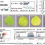 ultra-short-rna-insertions-offer-scalable,-cost-effective-gene-silencing-for-agriculture