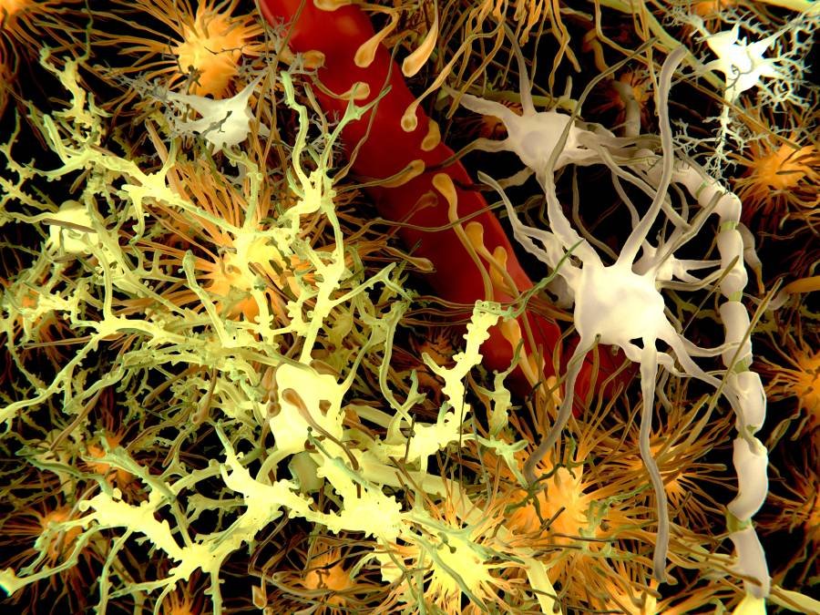 microglia-replacement-strategy-mitigates-rare-neurodegenerative-disease-in-mice