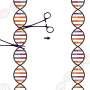 scientists-develop-technology-that-brings-new-precision-to-genome-editing
