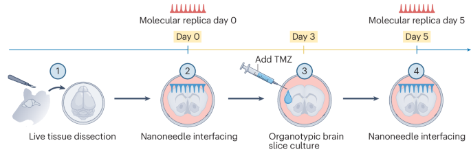 spatiotemporal-lipidomics-in-living-tissue