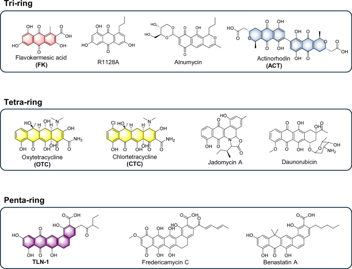 development-of-a-versatile-chassis-for-the-efficient-production-of-diverse-type-ii-polyketides