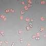 Engineer teams up with renowned poet to encode poetry into a ‘deathless bacterium’
