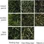 deep-learning-tool-sets-benchmark-for-accurate-rice-panicle-counting-across-growth-stages