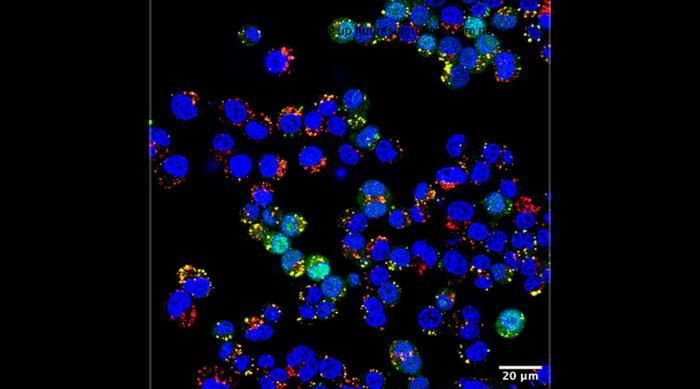 self-assembling-nanoparticles-at-room-temp-could-transform-drug-delivery