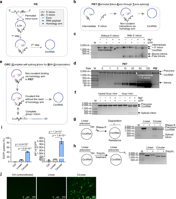 self-splicing-rna-circularization-facilitated-by-intact-group-i-and-ii-introns