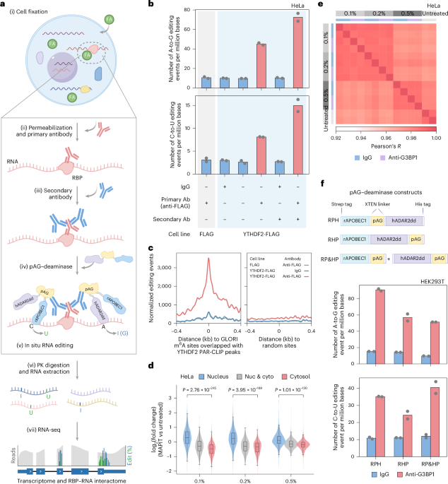 co-profiling-of-in-situ-rna-protein-interactions-and-transcriptome-in-single-cells-and-tissues