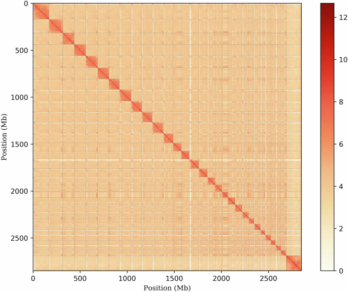 de-novo-genome-assembly-of-yanbian-cattle-using-pacbio-hifi-and-hi-c-combined-with-rna-seq-data